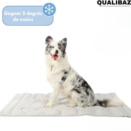 Qualibaz™ - Le tapis rafraîchissant innovant pour chien et chat