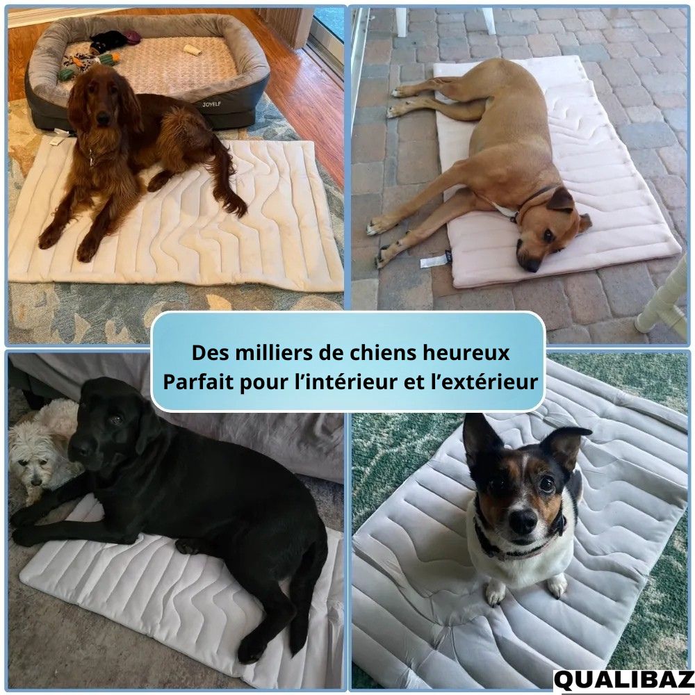 Qualibaz™ - Le tapis rafraîchissant innovant pour chien et chat